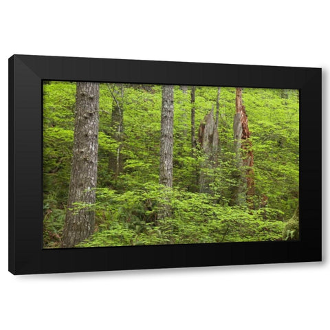 OR, Columbia Gorge Forest from Eagle Creek Trail Black Modern Wood Framed Art Print by Paulson, Don