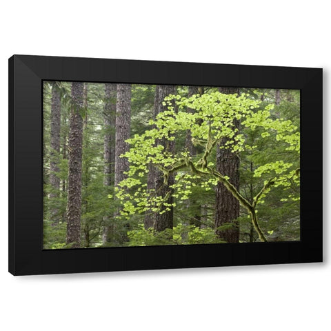 OR, Columbia Gorge Forest from Eagle Creek Trail Black Modern Wood Framed Art Print with Double Matting by Paulson, Don