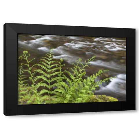 OR, Columbia Gorge Lady fern by Tanner Creek Black Modern Wood Framed Art Print with Double Matting by Paulson, Don