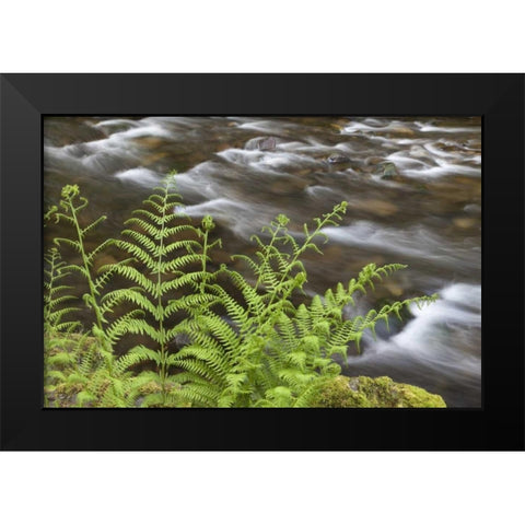 OR, Columbia Gorge Lady fern by Tanner Creek Black Modern Wood Framed Art Print by Paulson, Don