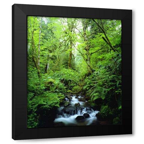 USA, Oregon, A stream in an old-growth forest Black Modern Wood Framed Art Print with Double Matting by Talbot Frank, Christopher