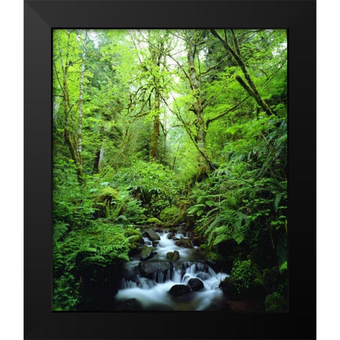 USA, Oregon, A stream in an old-growth forest Black Modern Wood Framed Art Print by Talbot Frank, Christopher