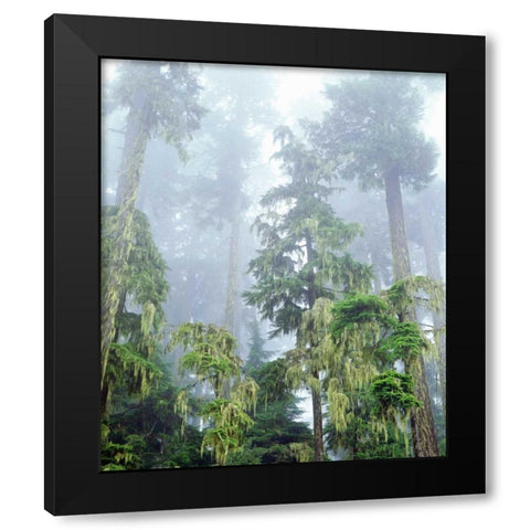 OR, Old-growth Douglas Fir tree in the rainforest Black Modern Wood Framed Art Print with Double Matting by Talbot Frank, Christopher