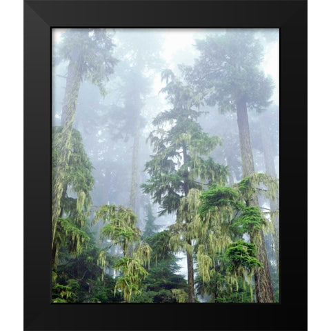 OR, Old-growth Douglas Fir tree in the rainforest Black Modern Wood Framed Art Print by Talbot Frank, Christopher