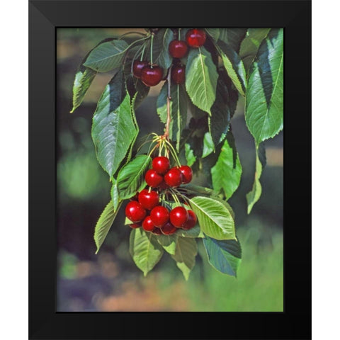 Oregon, Mosier Cherries hanging in tree Black Modern Wood Framed Art Print by Terrill, Steve