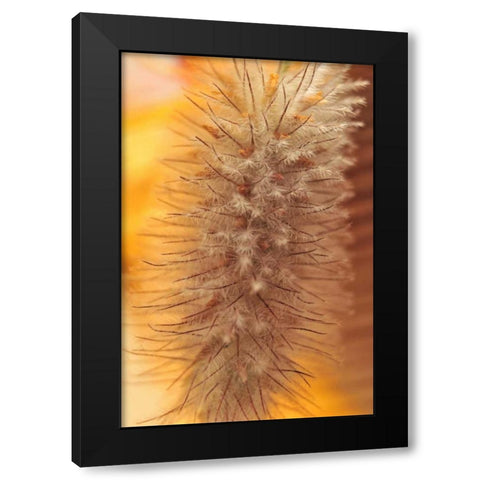 Oregon, Portland Rabbits-foot clover seed Black Modern Wood Framed Art Print with Double Matting by Terrill, Steve