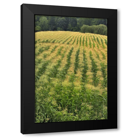 USA, Oregon Rows of corn on Sauvie Island Black Modern Wood Framed Art Print by Terrill, Steve
