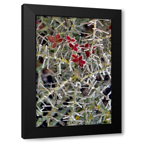 Oregon Close-up of frosted cotoneaster plant Black Modern Wood Framed Art Print by Terrill, Steve
