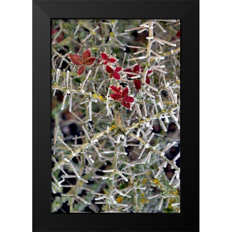 Oregon Close-up of frosted cotoneaster plant Black Modern Wood Framed Art Print by Terrill, Steve
