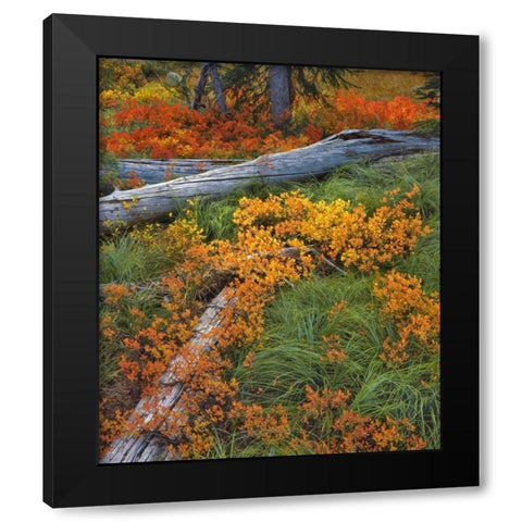OR, Willamette NF Backcountry meadow in autumn Black Modern Wood Framed Art Print by Terrill, Steve