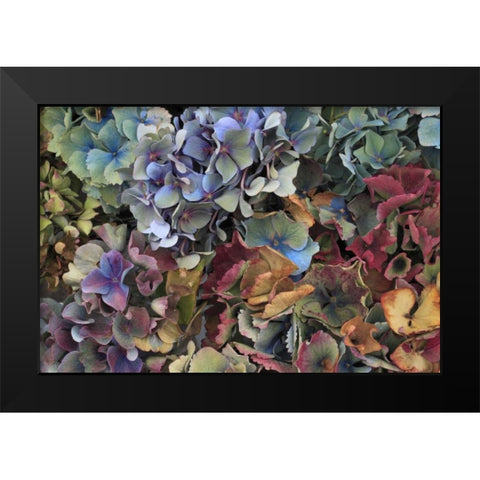 USA, Oregon, Portland Hydrangeas in garden Black Modern Wood Framed Art Print by Terrill, Steve
