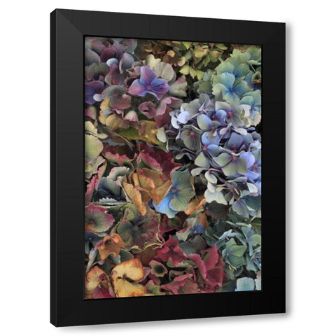 USA, Oregon, Portland Hydrangeas in garden Black Modern Wood Framed Art Print by Terrill, Steve