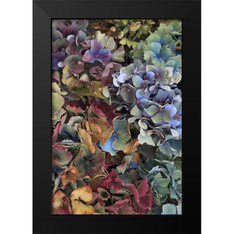 USA, Oregon, Portland Hydrangeas in garden Black Modern Wood Framed Art Print by Terrill, Steve