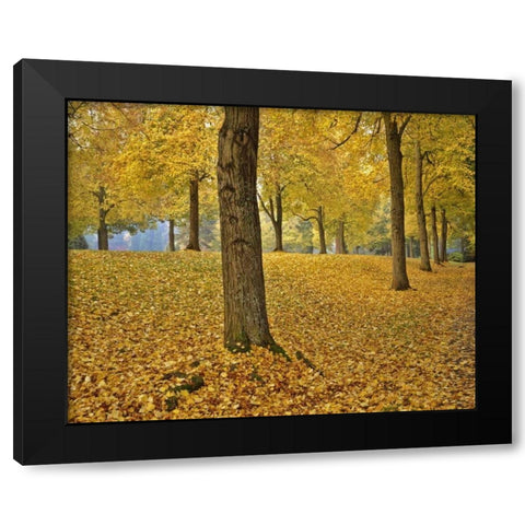 OR, Portland American linden trees in autumn Black Modern Wood Framed Art Print by Terrill, Steve