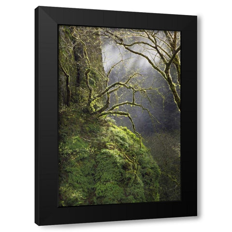 OR, Columbia Gorge NSA Moss-covered maple trees Black Modern Wood Framed Art Print by Terrill, Steve