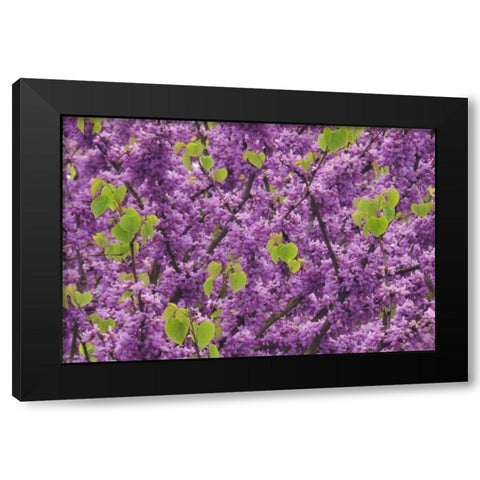 OR, Blossoms on redbud tree in Multnomah Co, Black Modern Wood Framed Art Print by Terrill, Steve
