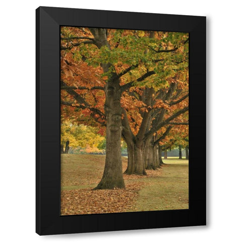 USA, Oregon, Portland Red oaks at Fernhill Park Black Modern Wood Framed Art Print with Double Matting by Terrill, Steve