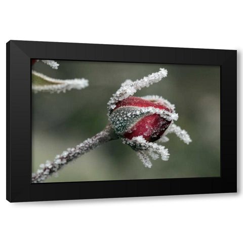 USA, Oregon Roses draped with frost Black Modern Wood Framed Art Print by Terrill, Steve