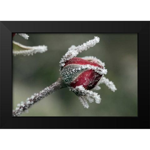USA, Oregon Roses draped with frost Black Modern Wood Framed Art Print by Terrill, Steve