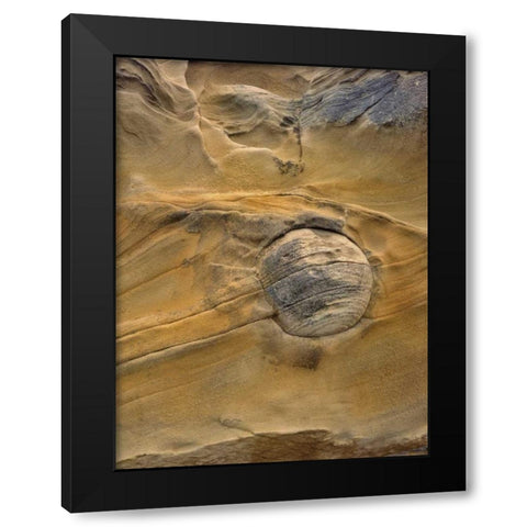OR, Shore Acres SP Round rock in sandstone Black Modern Wood Framed Art Print with Double Matting by Terrill, Steve