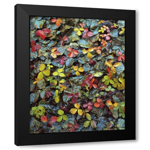 OR, Mt Hood NF Wild strawberry and alder leaves Black Modern Wood Framed Art Print with Double Matting by Terrill, Steve