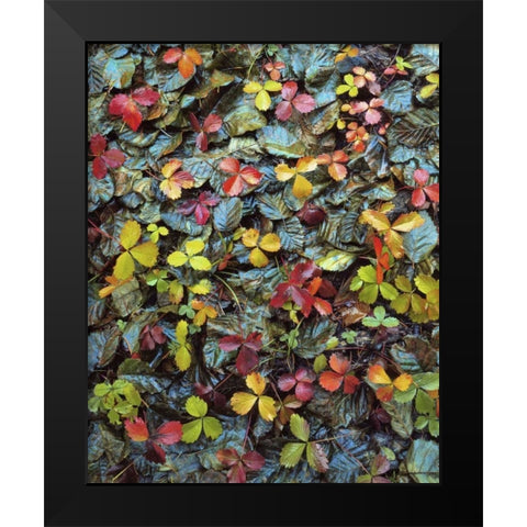 OR, Mt Hood NF Wild strawberry and alder leaves Black Modern Wood Framed Art Print by Terrill, Steve