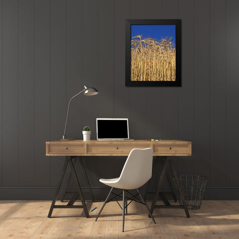 Oregon, Yamhill County Tall wheat stalks Black Modern Wood Framed Art Print by Terrill, Steve