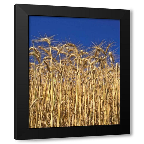 Oregon, Yamhill County Tall wheat stalks Black Modern Wood Framed Art Print with Double Matting by Terrill, Steve