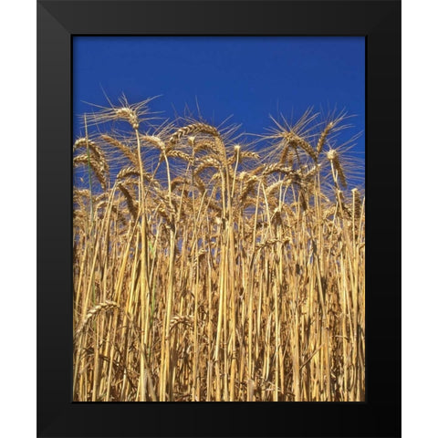 Oregon, Yamhill County Tall wheat stalks Black Modern Wood Framed Art Print by Terrill, Steve