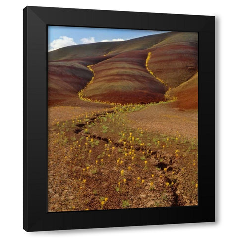 OR, Painted Hills, Yellow bee plants Black Modern Wood Framed Art Print with Double Matting by Terrill, Steve