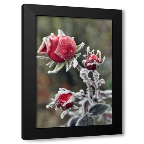 USA, Oregon Roses draped with frost Black Modern Wood Framed Art Print by Terrill, Steve