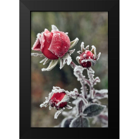 USA, Oregon Roses draped with frost Black Modern Wood Framed Art Print by Terrill, Steve