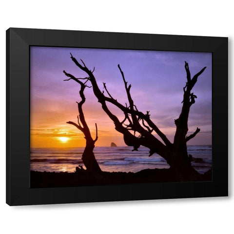 Oregon, Cape Meares Sunset framed by driftwood Black Modern Wood Framed Art Print by Terrill, Steve
