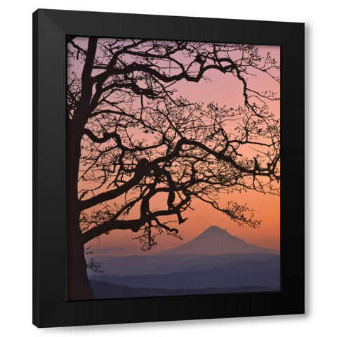 OR, Columbia Gorge Mt Hood framed by oak tree Black Modern Wood Framed Art Print by Terrill, Steve