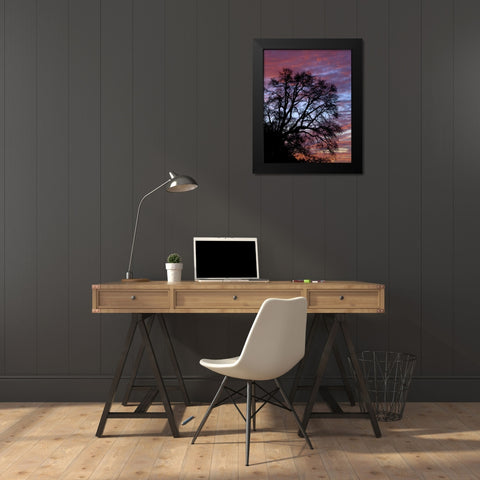 OR, Multnomah Co, Silhouette of oak at sunrise Black Modern Wood Framed Art Print by Terrill, Steve