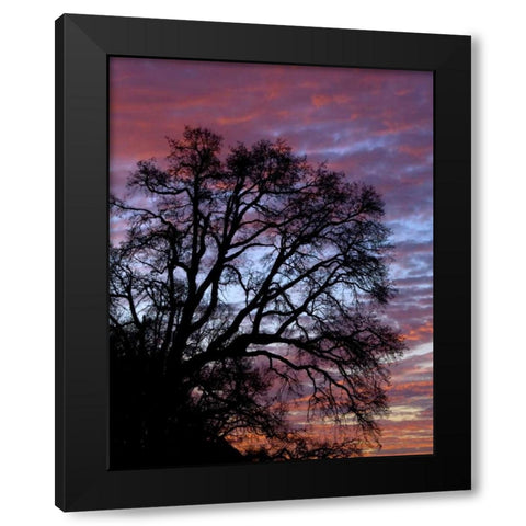 OR, Multnomah Co, Silhouette of oak at sunrise Black Modern Wood Framed Art Print by Terrill, Steve