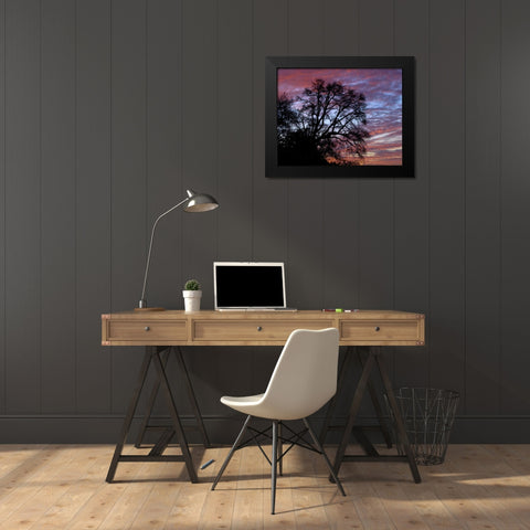 OR, Multnomah Co, Oak tree at sunrise Black Modern Wood Framed Art Print by Terrill, Steve