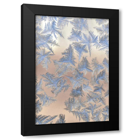 Oregon, Portland Ice crystals on window pane Black Modern Wood Framed Art Print by Terrill, Steve