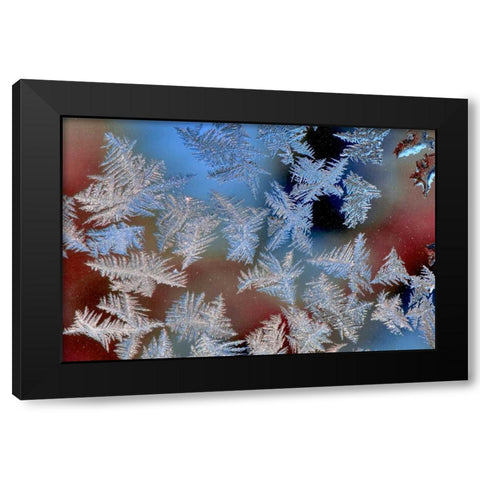 Oregon, Portland Ice crystals on window pane Black Modern Wood Framed Art Print by Terrill, Steve