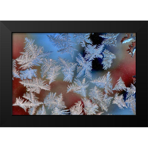Oregon, Portland Ice crystals on window pane Black Modern Wood Framed Art Print by Terrill, Steve