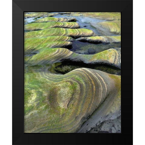 OR, Seal Rock Beach Algae-tinted sandstone Black Modern Wood Framed Art Print by Terrill, Steve