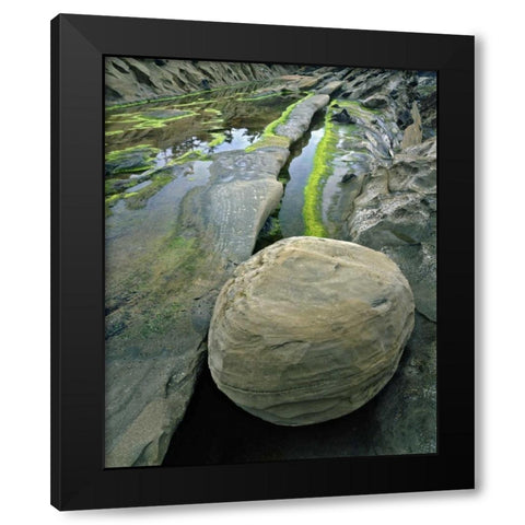 Oregon, Shore Acres SP Smooth sandstone boulder Black Modern Wood Framed Art Print by Terrill, Steve