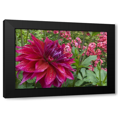 OR, Portland Dahlia and phlox with droplets Black Modern Wood Framed Art Print with Double Matting by Bush, Marie