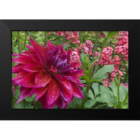 OR, Portland Dahlia and phlox with droplets Black Modern Wood Framed Art Print by Bush, Marie