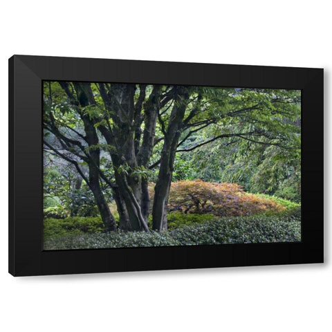 Oregon, Portland, Green lush garden scenic Black Modern Wood Framed Art Print with Double Matting by Bush, Marie