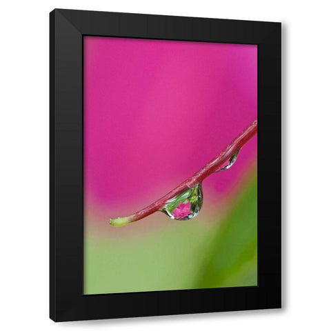 Oregon, Shore Acres Water droplet reflection Black Modern Wood Framed Art Print with Double Matting by Rotenberg, Nancy