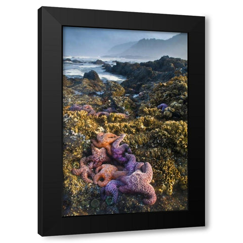 Oregon Starfish and sea stars at low tide Black Modern Wood Framed Art Print by Rotenberg, Nancy