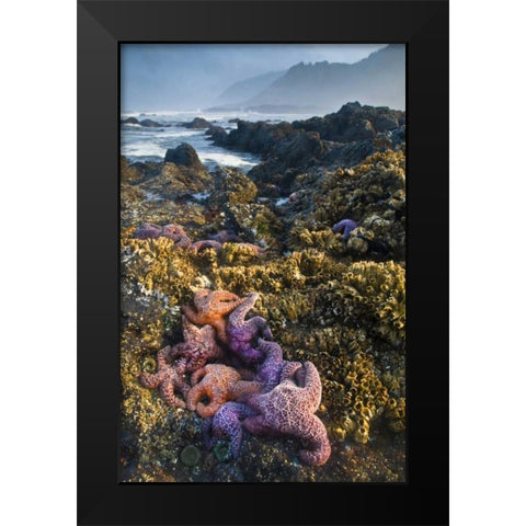 Oregon Starfish and sea stars at low tide Black Modern Wood Framed Art Print by Rotenberg, Nancy