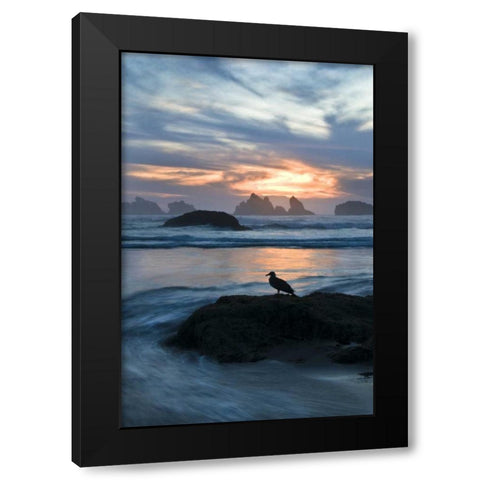 Oregon, Bandon Beach Seagull on rock at twilight Black Modern Wood Framed Art Print with Double Matting by Rotenberg, Nancy