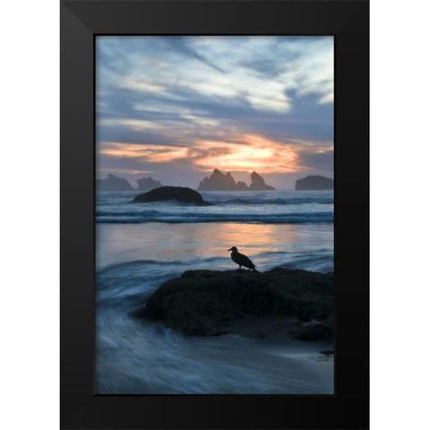Oregon, Bandon Beach Seagull on rock at twilight Black Modern Wood Framed Art Print by Rotenberg, Nancy